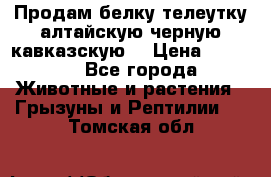 Продам белку телеутку алтайскую,черную кавказскую. › Цена ­ 5 000 - Все города Животные и растения » Грызуны и Рептилии   . Томская обл.